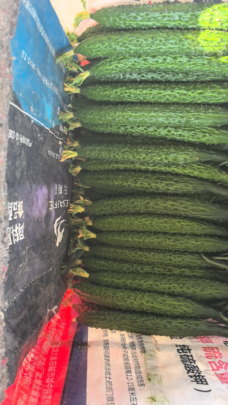 热卖安阳黄瓜大量上市，青瓜顶花，商超品质对接电商批发档口