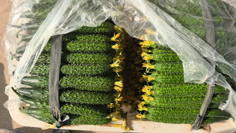 热卖安阳黄瓜大量上市，青瓜顶花，商超品质对接电商批发档口