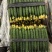 热卖安阳黄瓜大量上市，青瓜顶花，商超品质对接电商批发档口