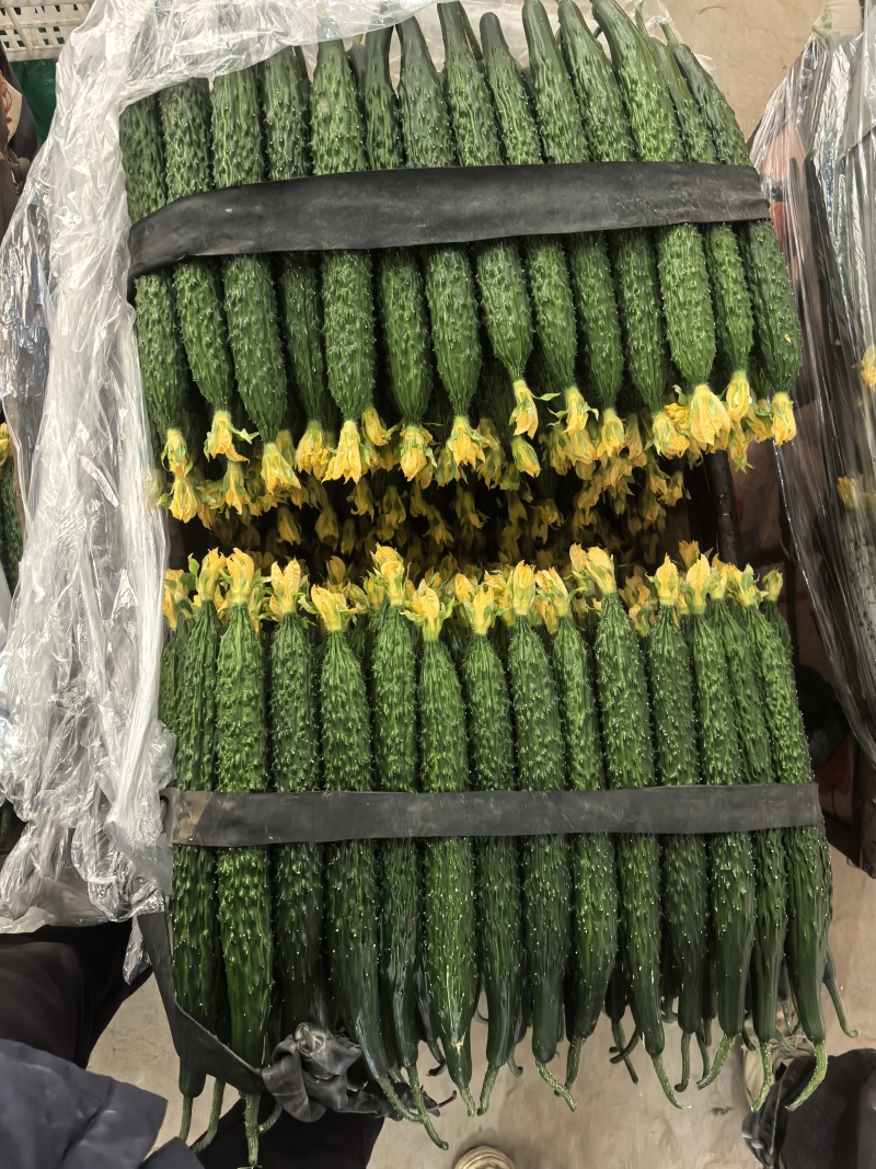 热卖安阳黄瓜大量上市，青瓜顶花，商超品质对接电商批发档口