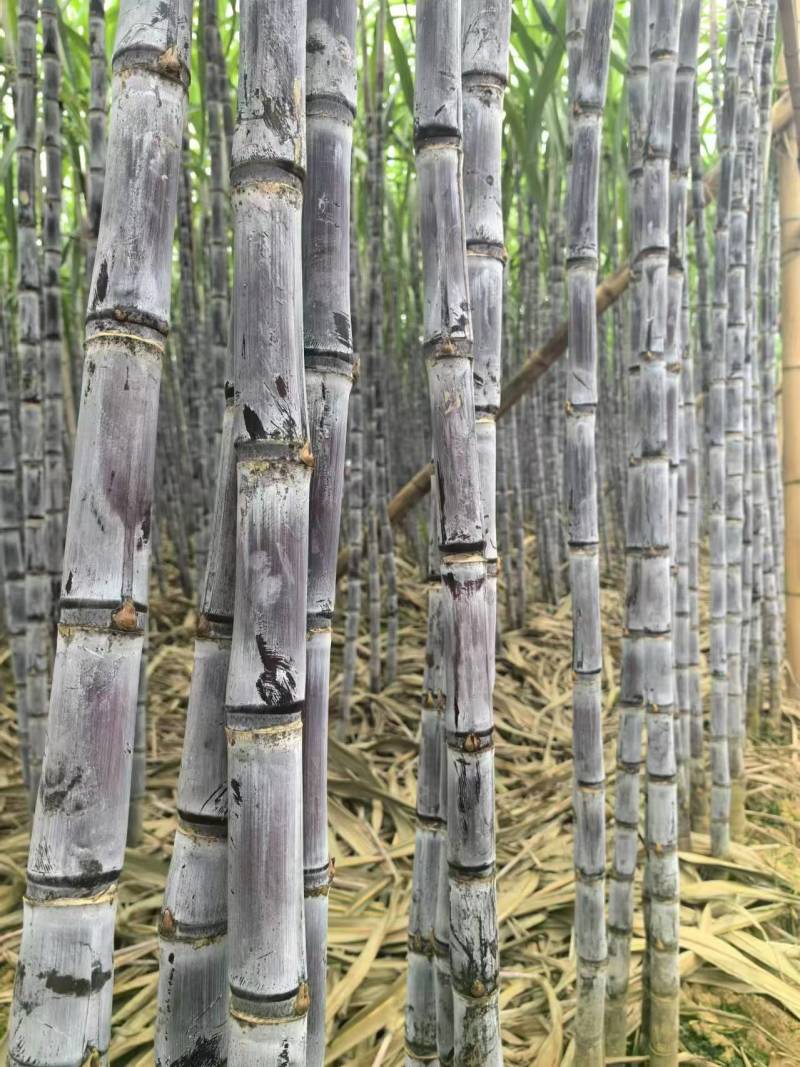 【实力】云南黑皮甘蔗，大量供应电商，市场，商超，代发全国