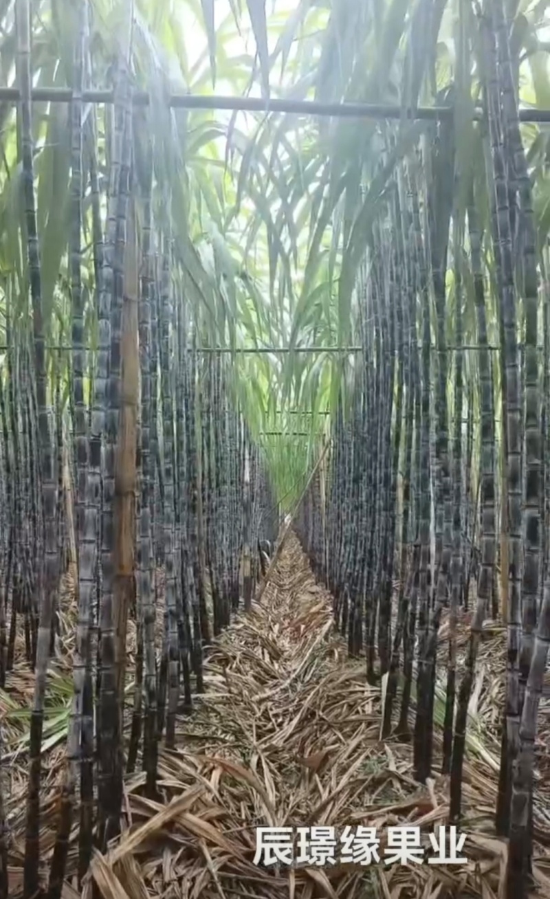 【实力】云南黑皮甘蔗，大量供应电商，市场，商超，代发全国