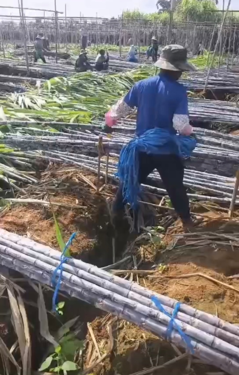 【实力】云南黑皮甘蔗，大量供应电商，市场，商超，代发全国
