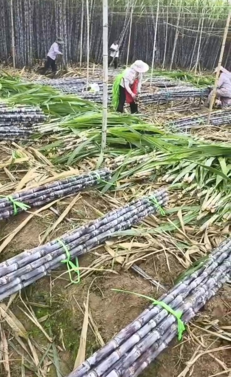 【实力】云南黑皮甘蔗，大量供应电商，市场，商超，代发全国