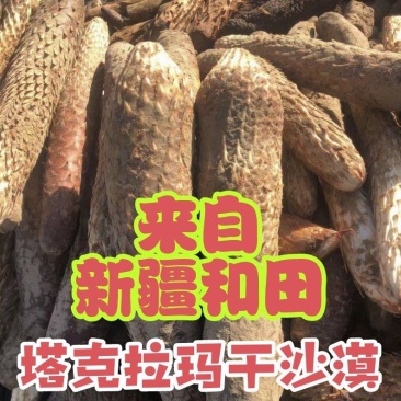 新疆和田肉苁蓉大芸现挖新鲜管花硬质草苁蓉特价包邮