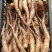 白玉山药种苗