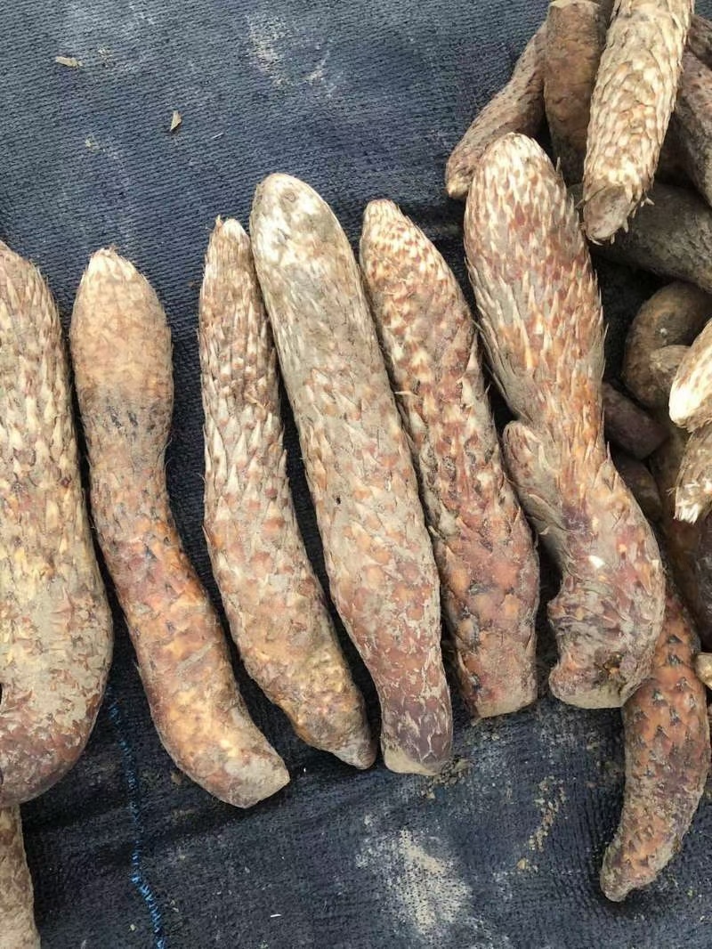 新疆和田肉苁蓉大芸现挖新鲜管花硬质草苁蓉特价包邮