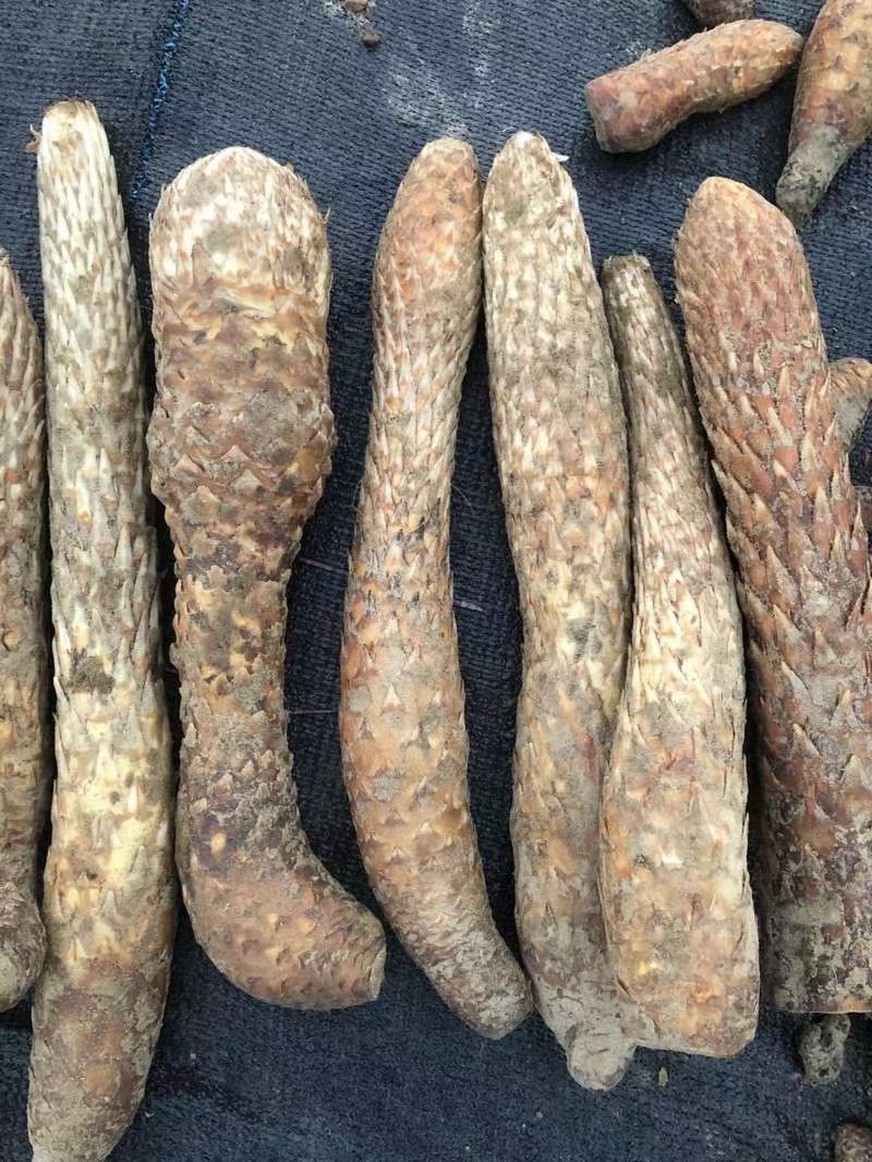 新疆和田肉苁蓉大芸现挖新鲜管花硬质草苁蓉特价包邮