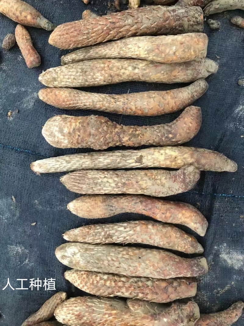 新疆和田肉苁蓉大芸现挖新鲜管花硬质草苁蓉特价包邮