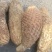 新疆和田肉苁蓉大芸现挖新鲜管花硬质草苁蓉特价包邮