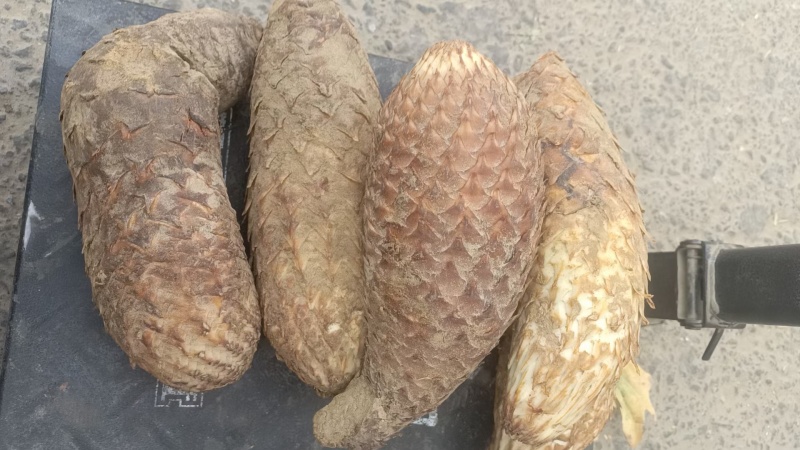 新疆和田肉苁蓉大芸现挖新鲜管花硬质草苁蓉特价包邮