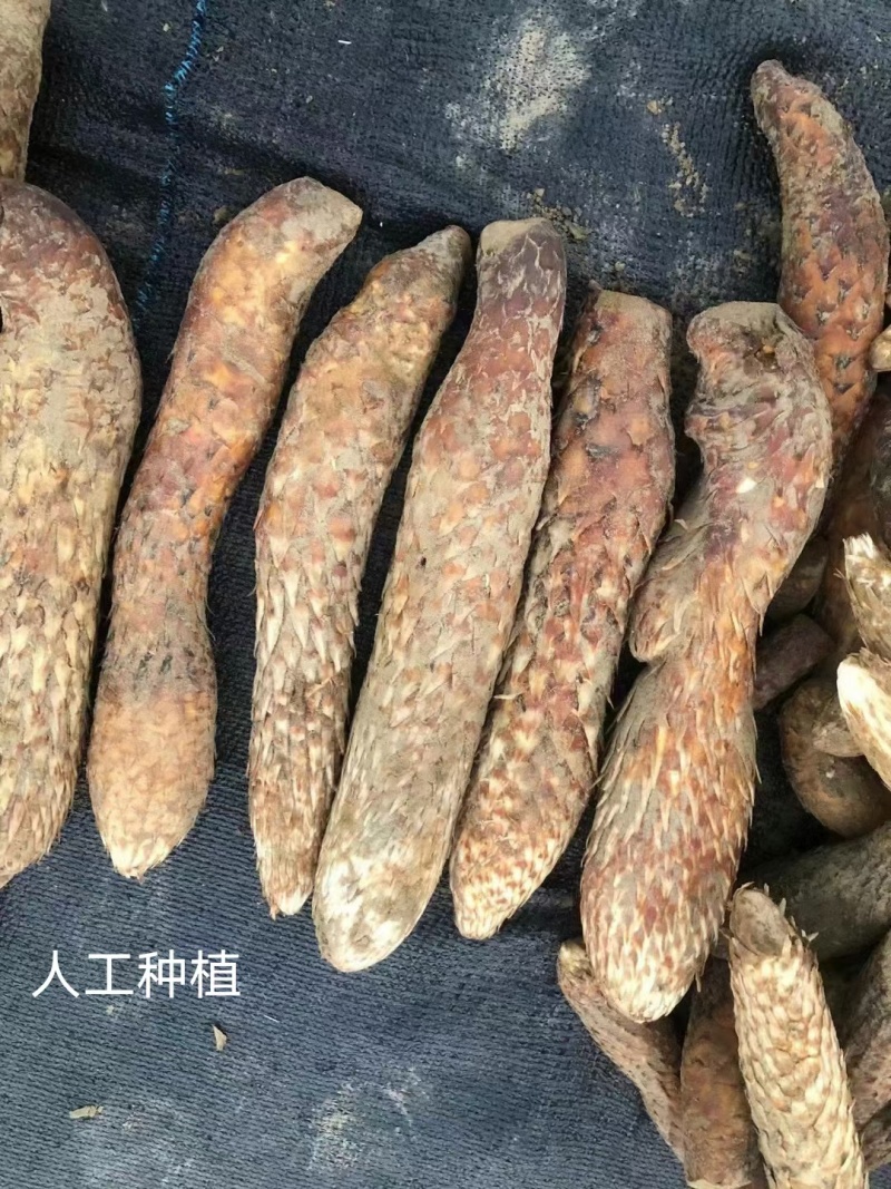 新疆和田肉苁蓉大芸现挖新鲜管花硬质草苁蓉特价包邮