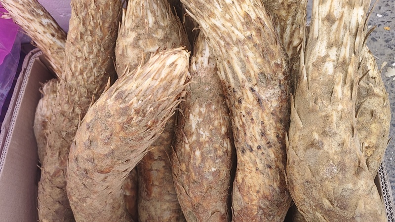 新疆和田肉苁蓉大芸现挖新鲜管花硬质草苁蓉特价包邮