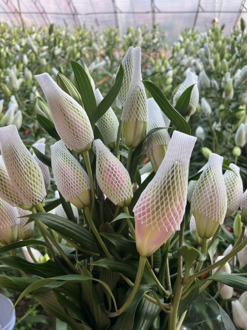 伊莎贝拉