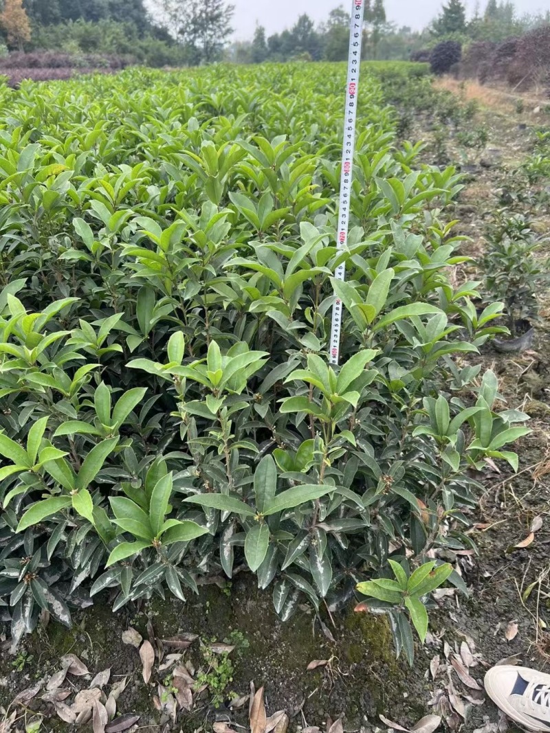 成都佛顶珠（四季桂）批发成都苗木基地供应各类规格佛顶珠