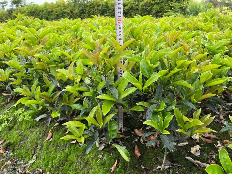 贵州佛顶珠（四季桂）批发贵州苗木基地供应各类规格佛顶珠