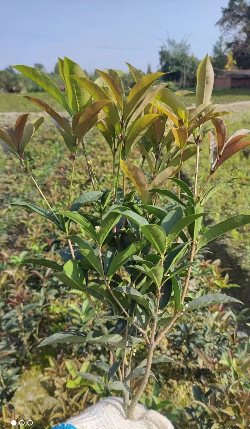 贵州佛顶珠（四季桂）批发贵州苗木基地供应各类规格佛顶珠