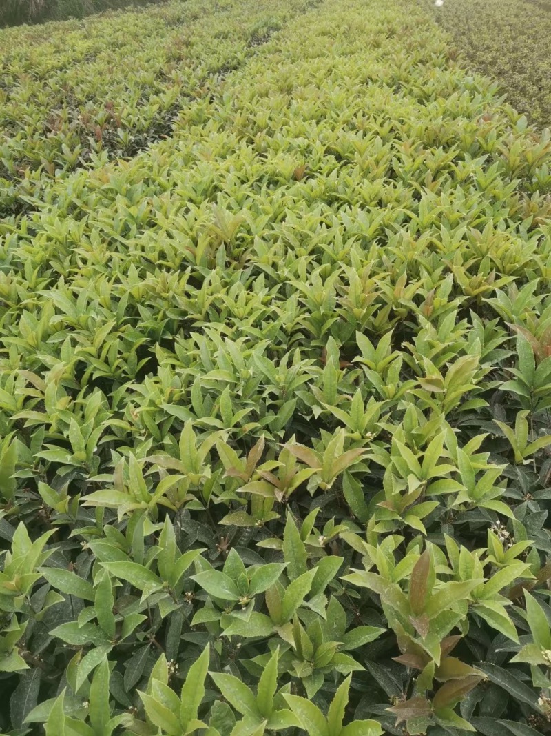 贵州佛顶珠（四季桂）批发贵州苗木基地供应各类规格佛顶珠