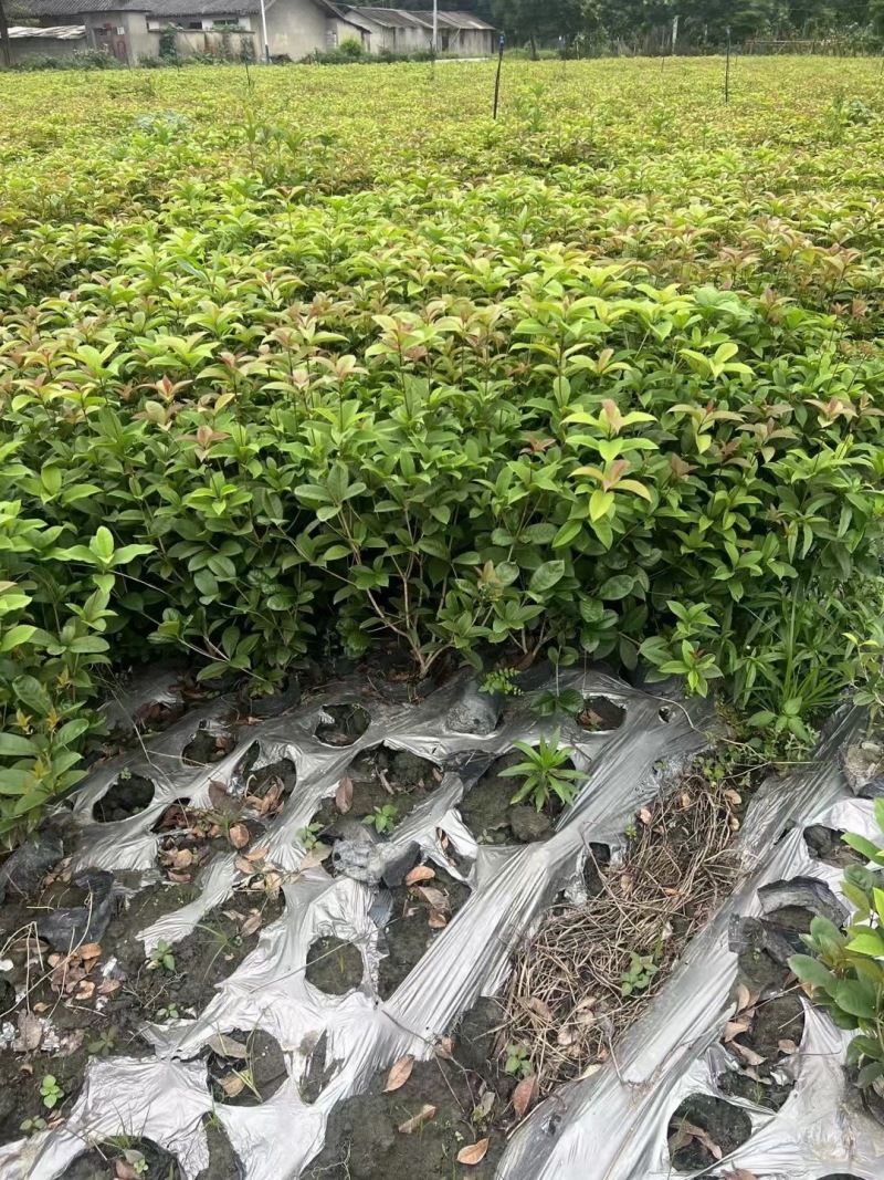重庆佛顶珠（四季桂）批发重庆苗木基地供应各类规格佛顶珠