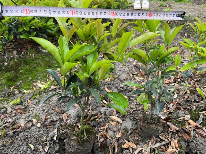 重庆佛顶珠（四季桂）批发重庆苗木基地供应各类规格佛顶珠