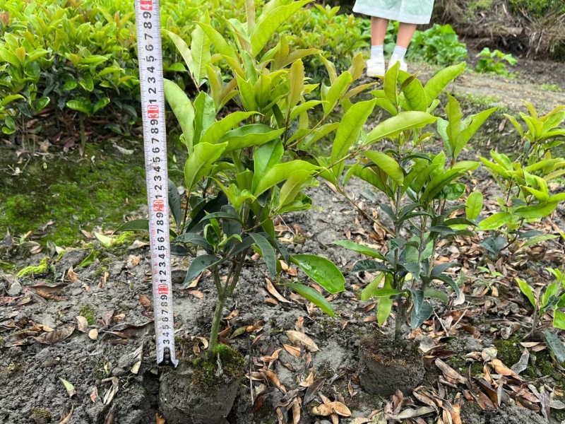重庆佛顶珠（四季桂）批发重庆苗木基地供应各类规格佛顶珠