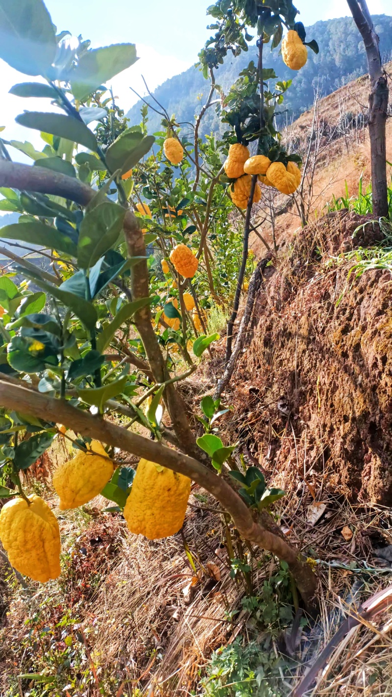 香橼果金黄百香果水果观赏闻清香味甘甜存放时间久可泡水喝