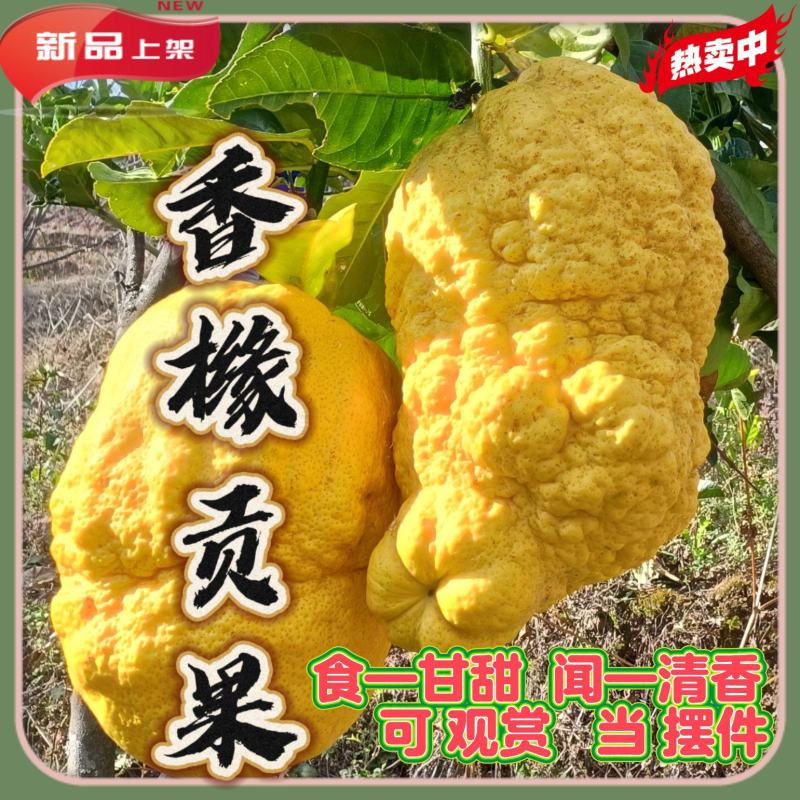 香橼果金黄百香果水果观赏闻清香味甘甜存放时间久可泡水喝