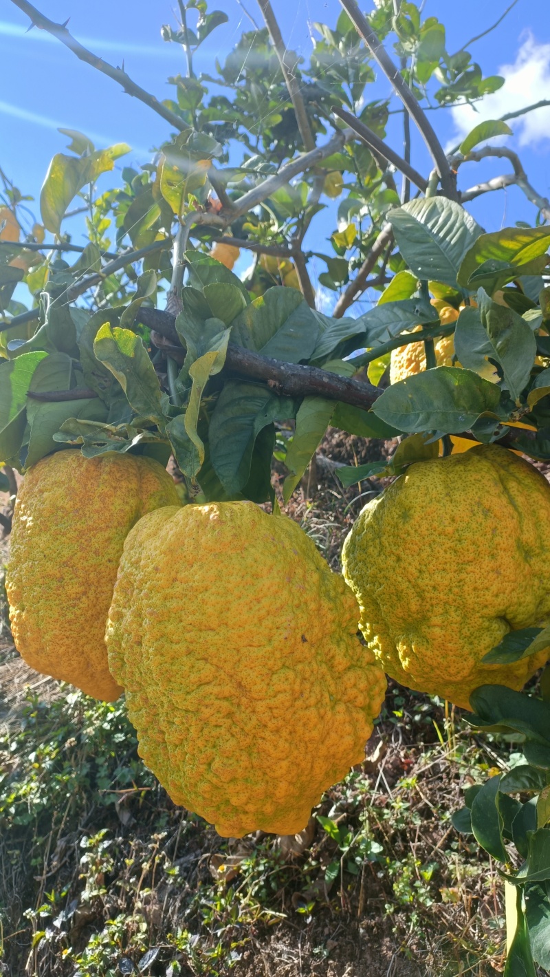 香橼果金黄百香果水果观赏闻清香味甘甜存放时间久可泡水喝