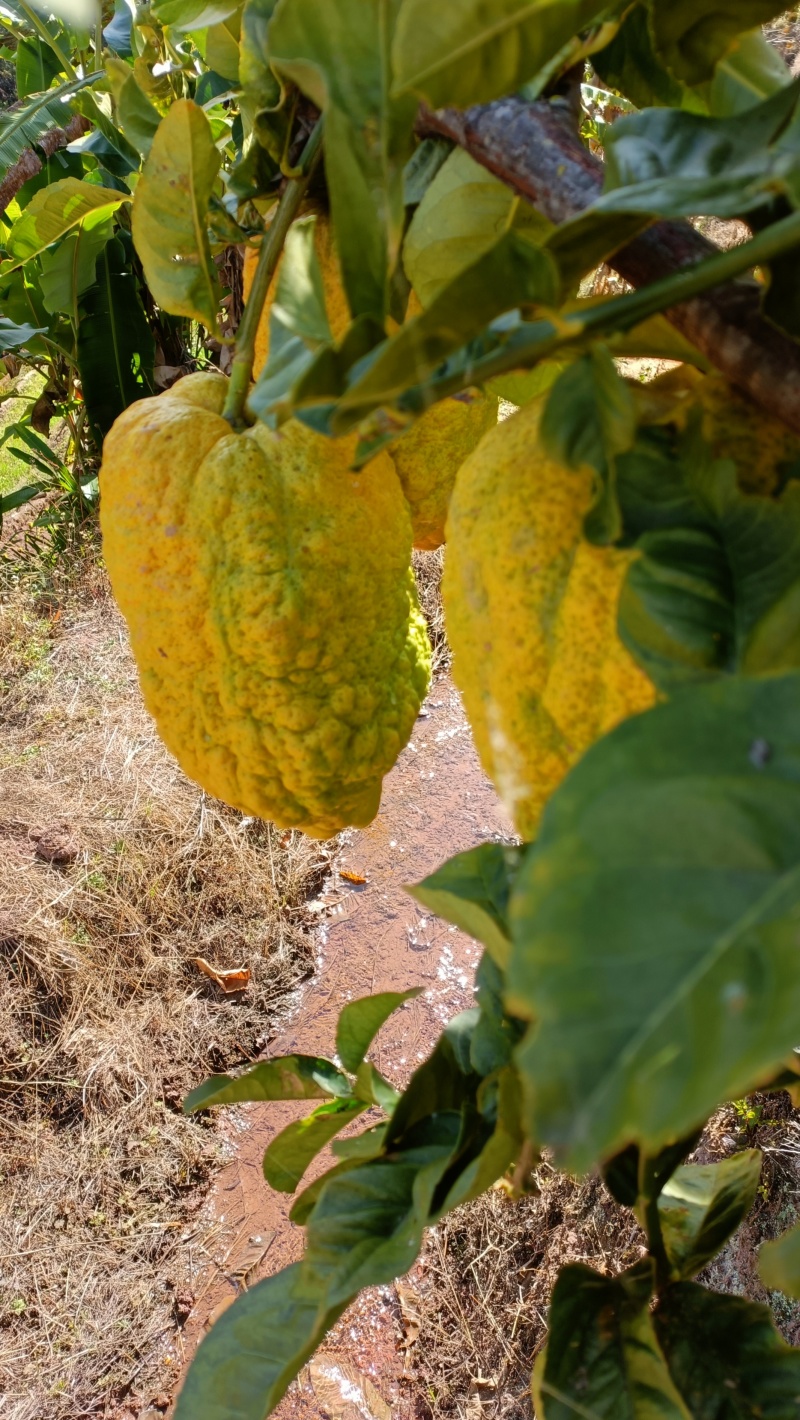 香橼果金黄百香果水果观赏闻清香味甘甜存放时间久可泡水喝