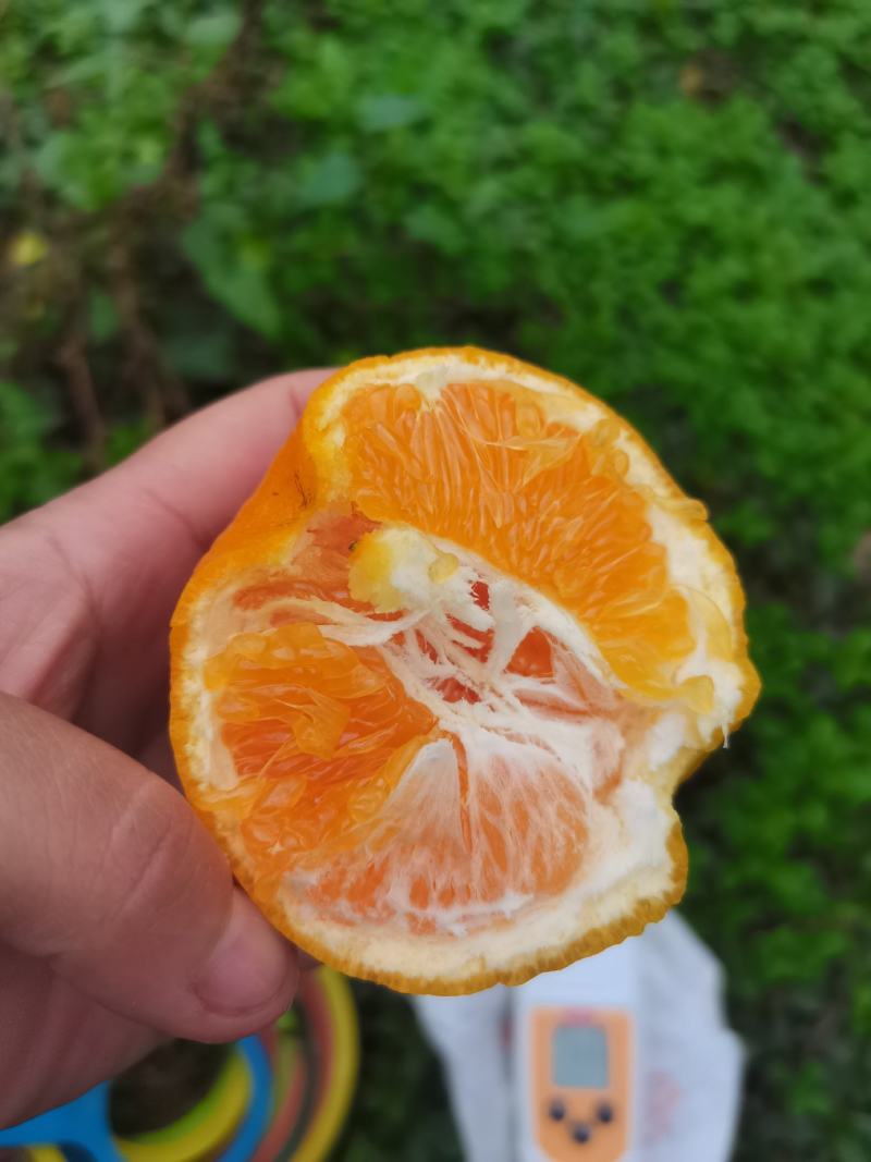 耙耙柑