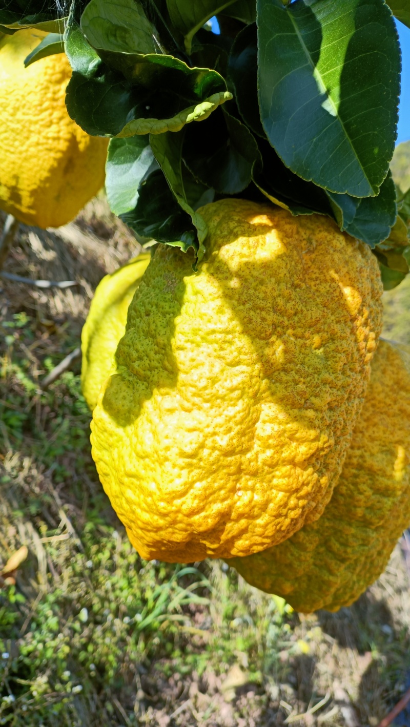 香橼果金黄百香果水果观赏闻清香味甘甜存放时间久可泡水喝