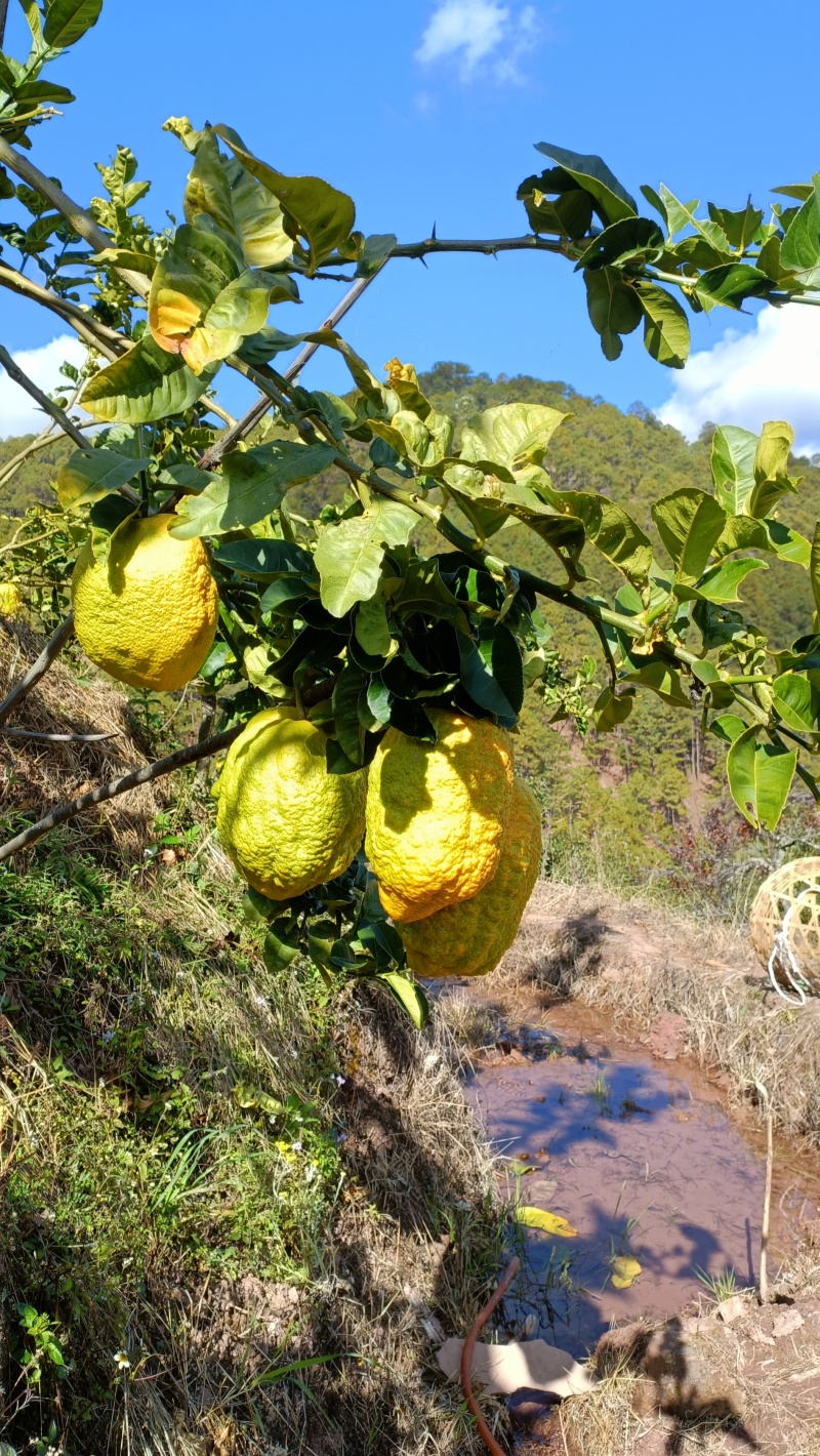 香橼果金黄百香果水果观赏闻清香味甘甜存放时间久可泡水喝
