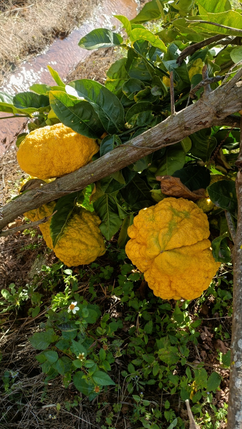 香橼果金黄百香果水果观赏闻清香味甘甜存放时间久可泡水喝