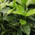 重庆洒金珊瑚批发重庆苗木基地供应各类规格洒金珊瑚基地