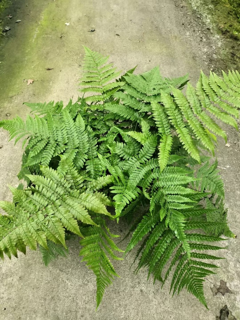 成都彩虹蕨批发成都苗木基地供应各类规格彩虹蕨基地直销
