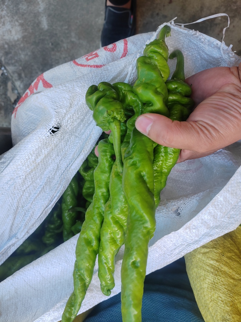 尖椒，大尖椒，黄皮椒，黄皮尖椒