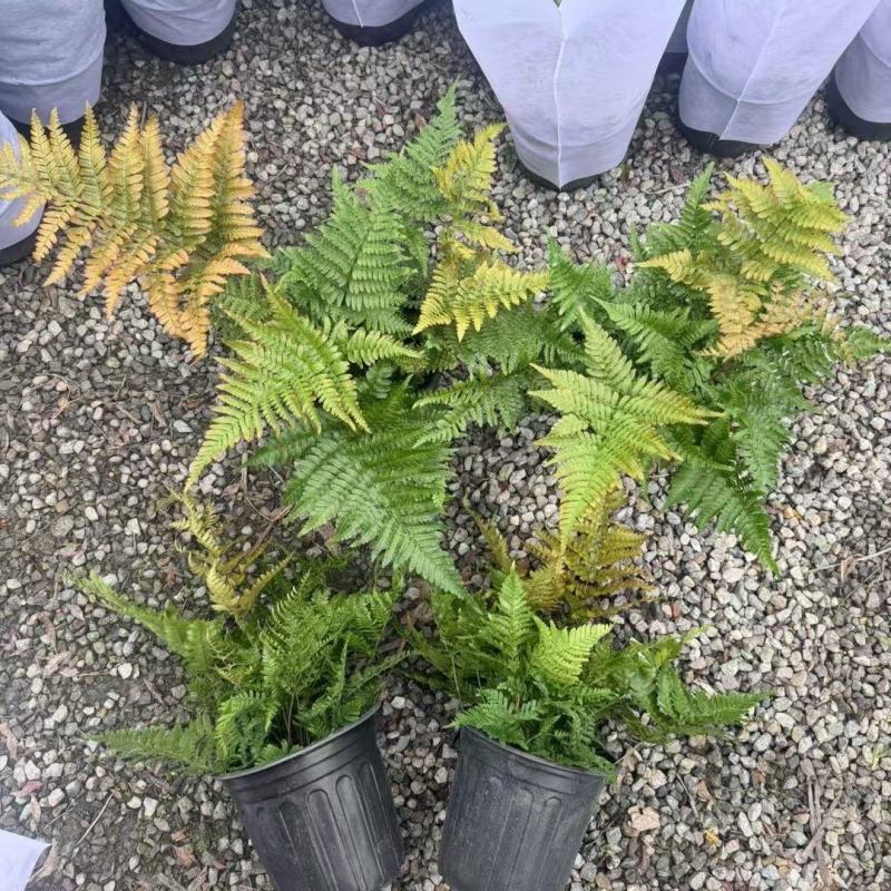 贵州彩虹蕨批发成都苗木基地供应各类规格彩虹蕨基地直销