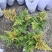 贵州彩虹蕨批发成都苗木基地供应各类规格彩虹蕨基地直销
