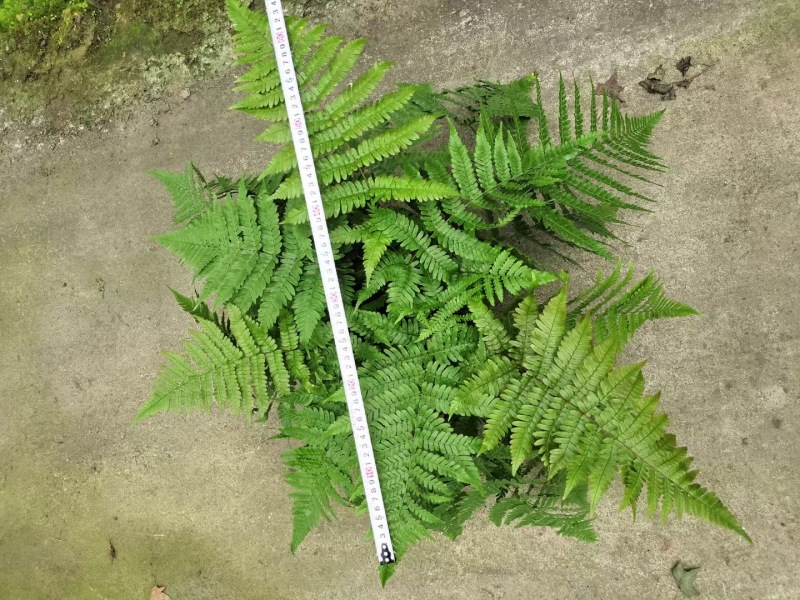 贵州彩虹蕨批发成都苗木基地供应各类规格彩虹蕨基地直销