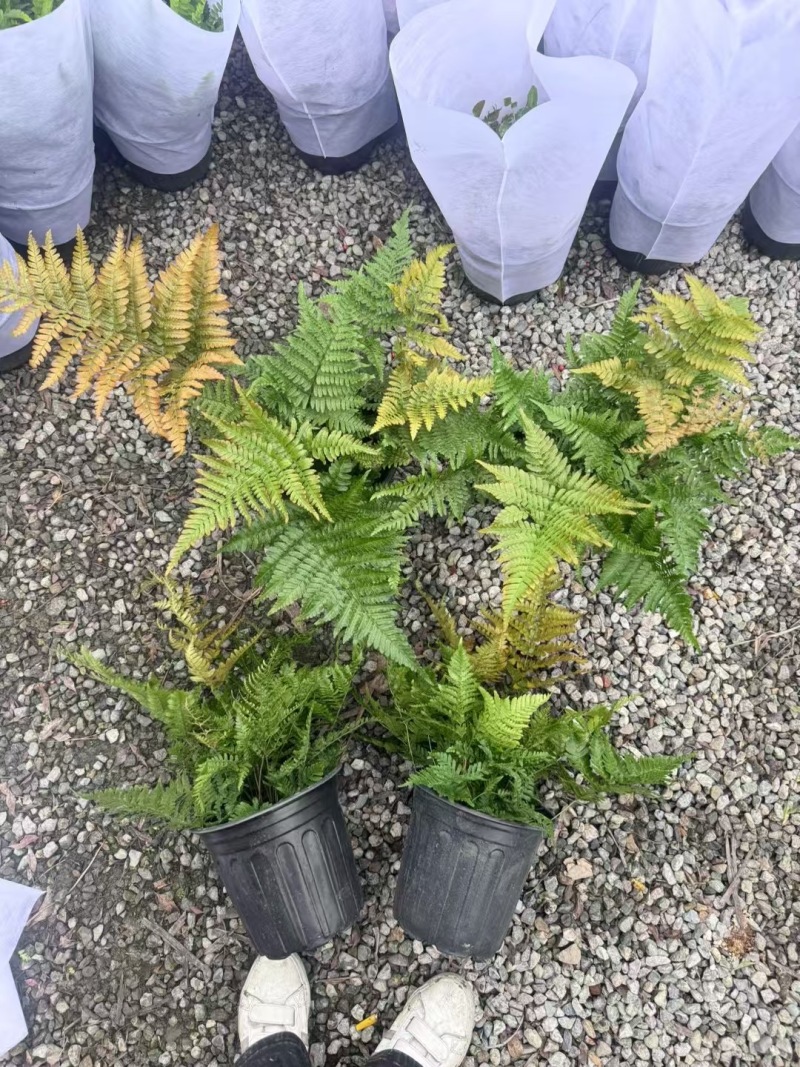 贵州彩虹蕨批发成都苗木基地供应各类规格彩虹蕨基地直销
