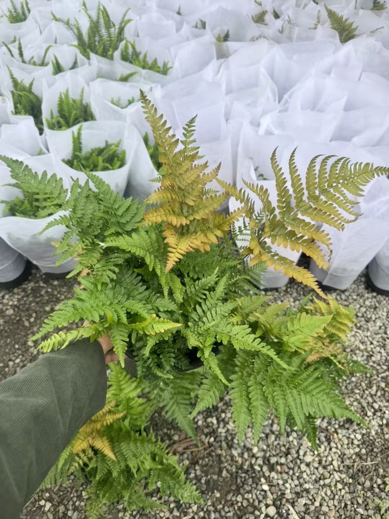 重庆彩虹蕨批发重庆苗木基地供应各类规格彩虹蕨基地直销
