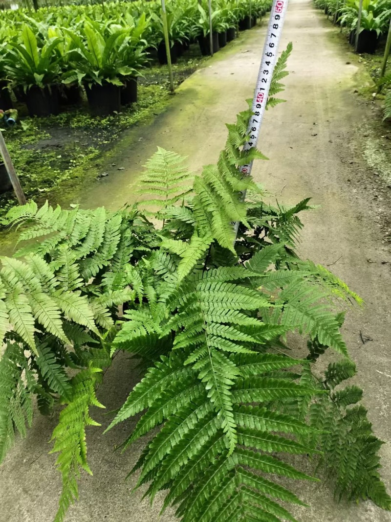 重庆彩虹蕨批发重庆苗木基地供应各类规格彩虹蕨基地直销