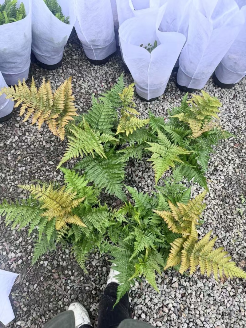 重庆彩虹蕨批发重庆苗木基地供应各类规格彩虹蕨基地直销