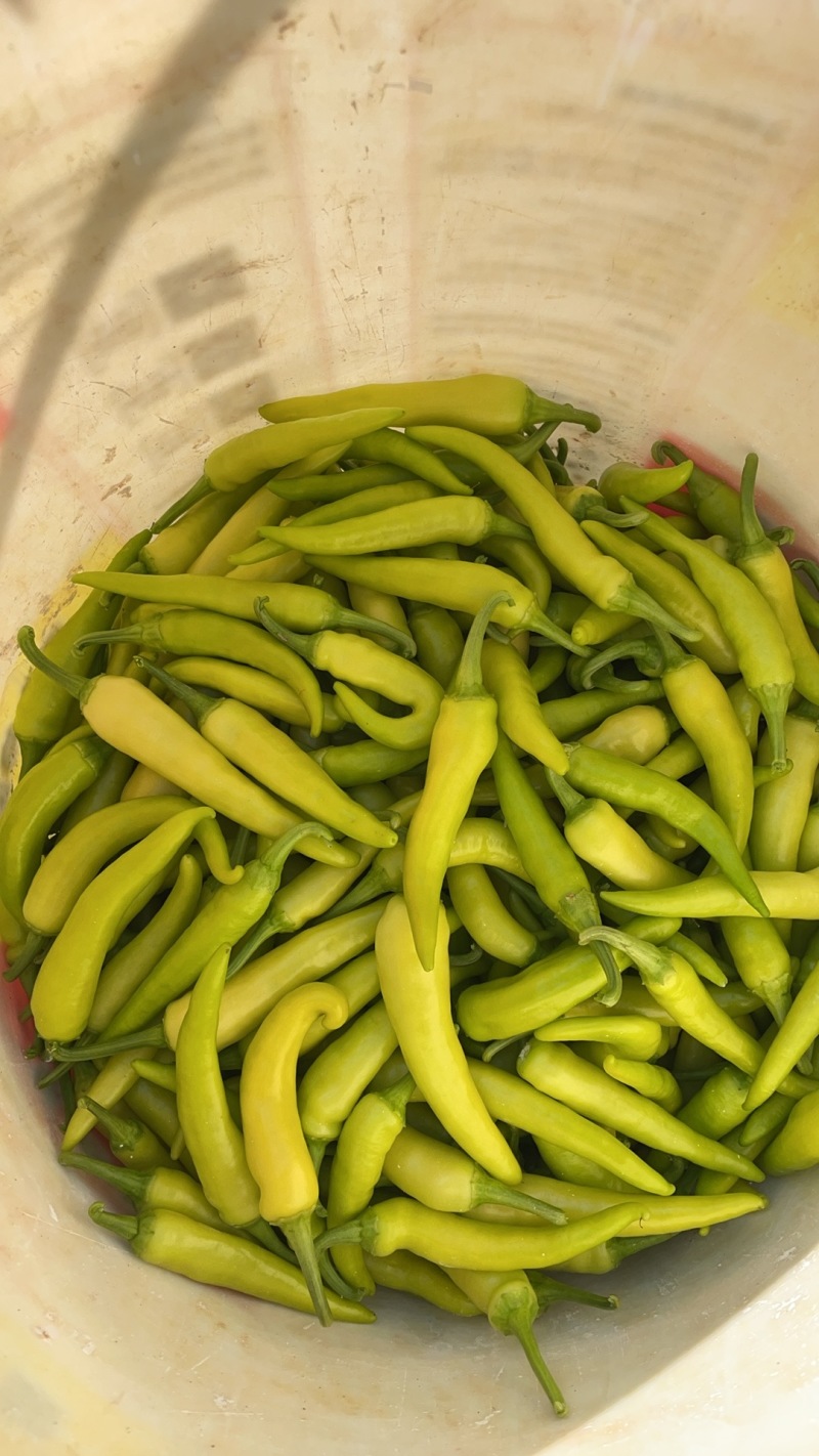 鲜辣椒