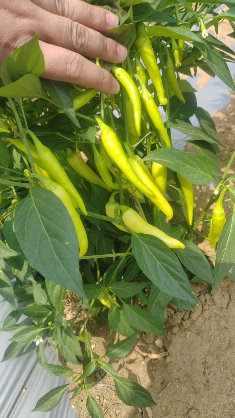 鲜辣椒