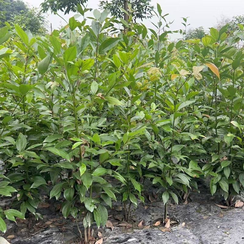 成都天竺桂绿篱批发成都苗木基地供应各类规格天竺桂绿篱