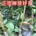 大红袍李子树苗，基地直发假一赔十不成活全额退款签约合同