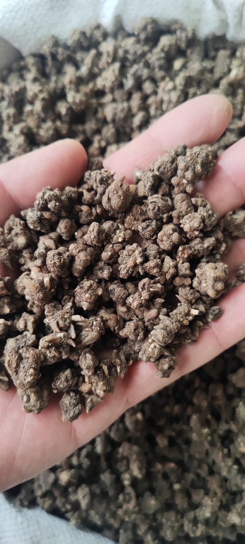 猫爪草干货猫爪草中药材量大从优欢迎选购！