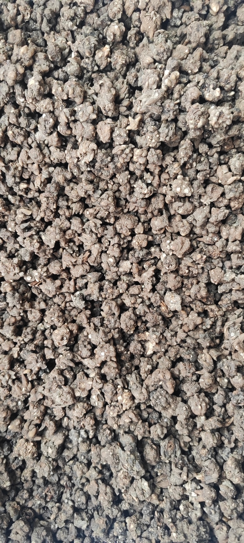 猫爪草干货猫爪草中药材量大从优欢迎选购！