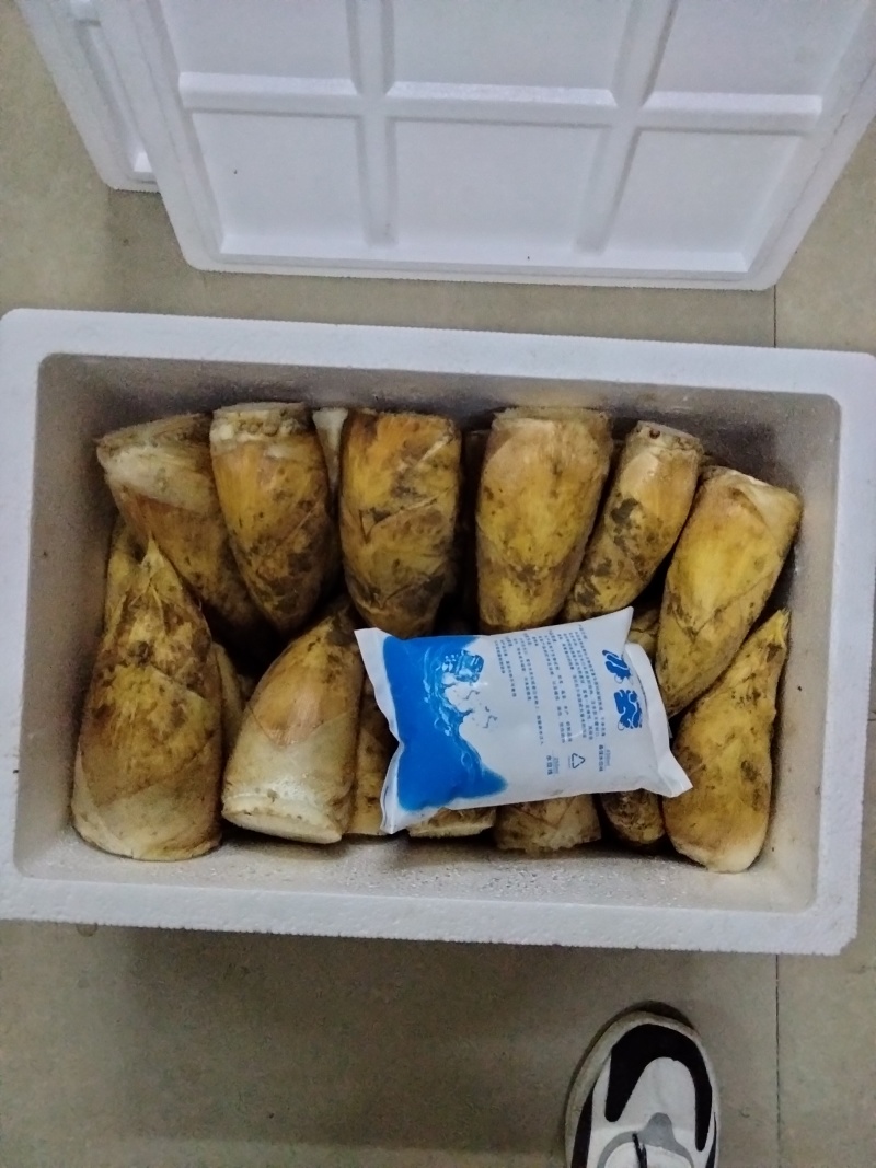 黄泥深山野生冬笋量大从优，各种包装都有，欢迎各位老板采购